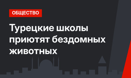 Турецкие школы приютят бездомных животных