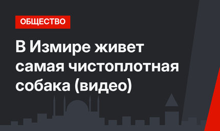 В Измире живет самая чистоплотная собака (видео)