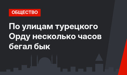 По улицам турецкого Орду несколько часов бегал бык