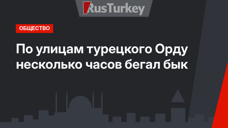 По улицам турецкого Орду несколько часов бегал бык