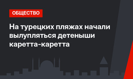 На турецких пляжах начали вылупляться детеныши каретта-каретта