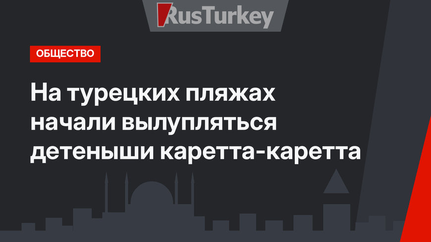 На турецких пляжах начали вылупляться детеныши каретта-каретта