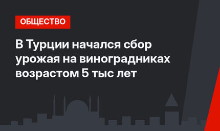 В Турции начался сбор урожая на виноградниках возрастом 5 тыс лет