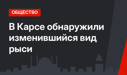 В Карсе обнаружили изменившийся вид рыси