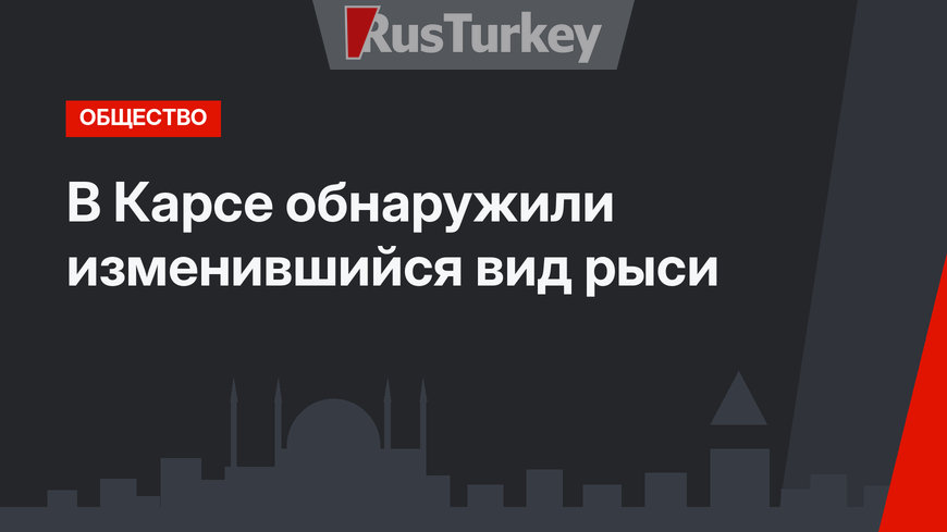 В Карсе обнаружили изменившийся вид рыси