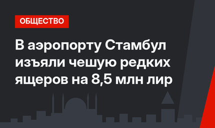 В аэропорту Стамбул изъяли чешую редких ящеров на 8,5 млн лир