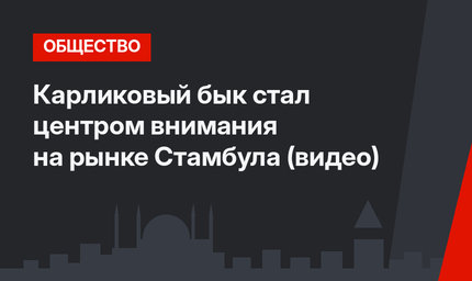Карликовый бык стал центром внимания на рынке Стамбула (видео)