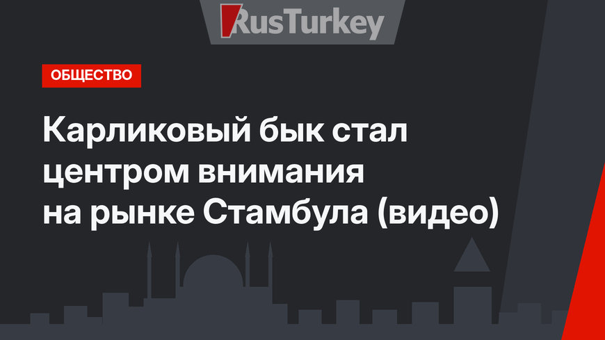 Карликовый бык стал центром внимания на рынке Стамбула (видео)