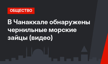 В Чанаккале обнаружены чернильные морские зайцы (видео)