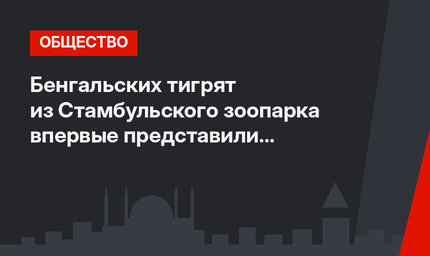 Бенгальских тигрят из Стамбульского зоопарка впервые представили посетителям