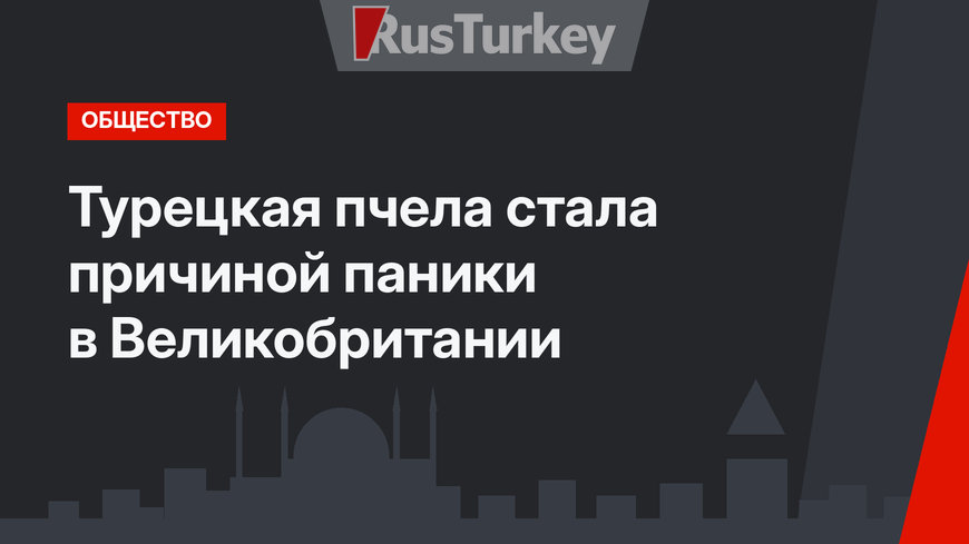 Турецкая пчела стала причиной паники в Великобритании
