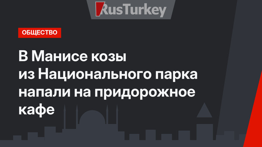 В Манисе козы из Национального парка напали на придорожное кафе