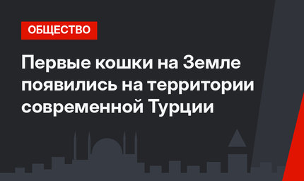 Первые кошки на Земле появились на территории современной Турции