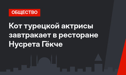 Кот турецкой актрисы завтракает в ресторане Нусрета Гёкче
