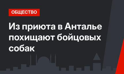 Из приюта в Анталье похищают бойцовых собак