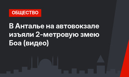 В Анталье на автовокзале изъяли 2-метровую змею Боа (видео)