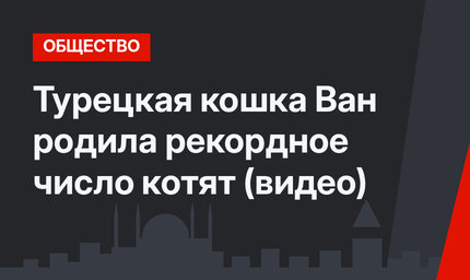Турецкая кошка Ван родила рекордное число котят (видео)