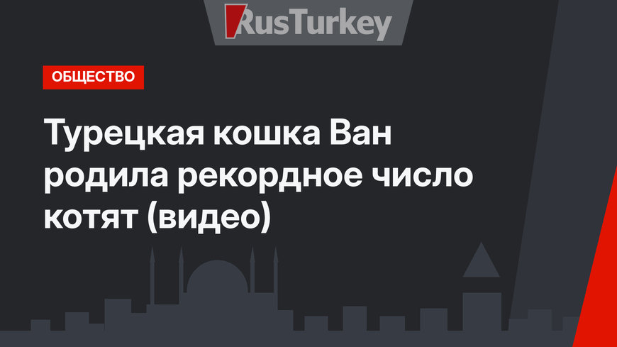 Турецкая кошка Ван родила рекордное число котят (видео)