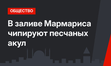 В заливе Мармариса чипируют песчаных акул