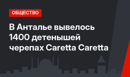 В Анталье вывелось 1400 детенышей черепах Caretta Caretta