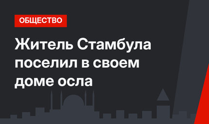  Житель Стамбула поселил в своем доме осла