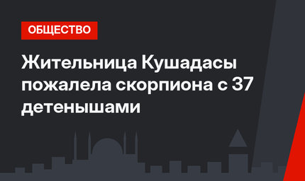 Жительница Кушадасы пожалела скорпиона с 37 детенышами