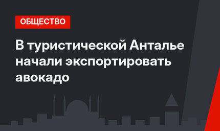 В туристической Анталье начали экспортировать авокадо