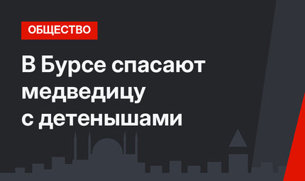 В Бурсе спасают медведицу с детенышами