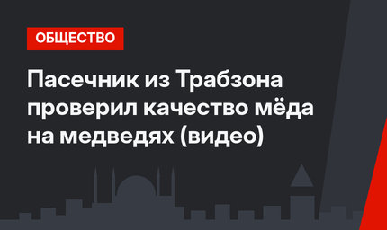 Пасечник из Трабзона проверил качество мёда на медведях (видео)