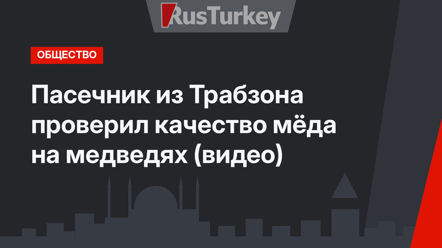 Пасечник из Трабзона проверил качество мёда на медведях (видео)