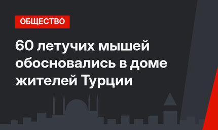 60 летучих мышей обосновались в доме жителей Турции