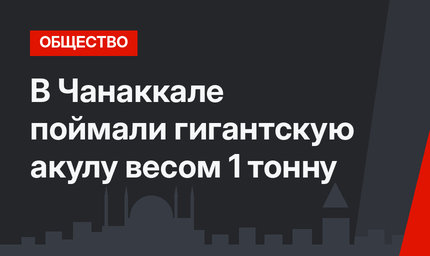 В Чанаккале поймали гигантскую акулу весом 1 тонну