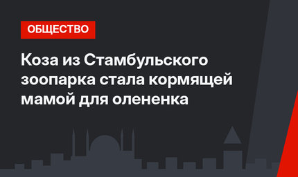 Коза из Стамбульского зоопарка стала кормящей мамой для олененка