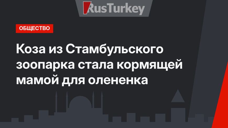 Коза из Стамбульского зоопарка стала кормящей мамой для олененка