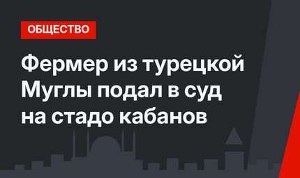 Фермер из турецкой Муглы подал в суд на стадо кабанов
