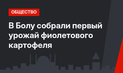  В Болу собрали первый урожай фиолетового картофеля