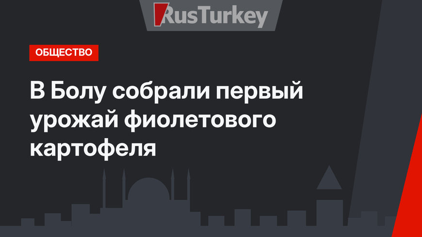  В Болу собрали первый урожай фиолетового картофеля