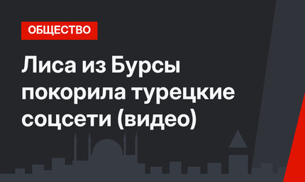 Лиса из Бурсы покорила турецкие соцсети (видео)