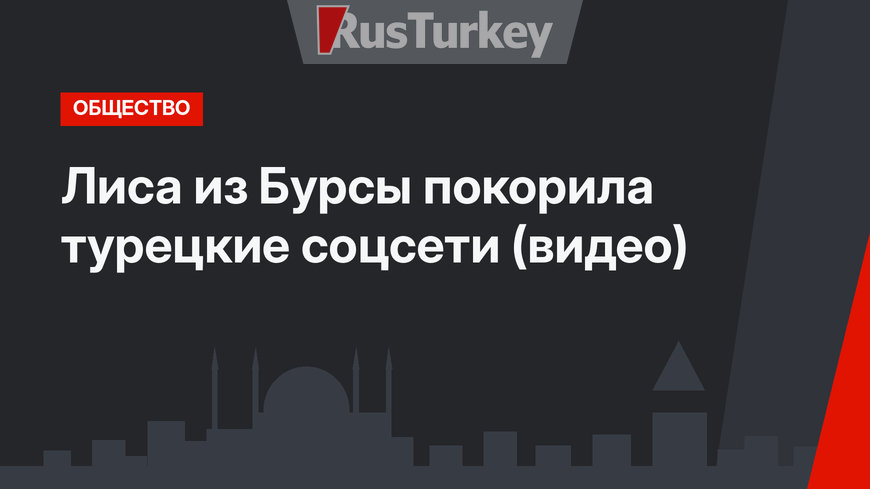 Лиса из Бурсы покорила турецкие соцсети (видео)