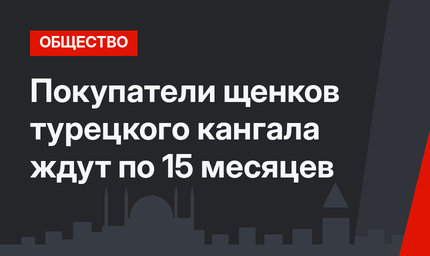 Покупатели щенков турецкого кангала ждут по 15 месяцев