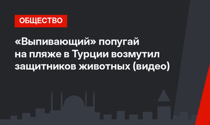«Выпивающий» попугай на пляже в Турции возмутил защитников животных (видео)