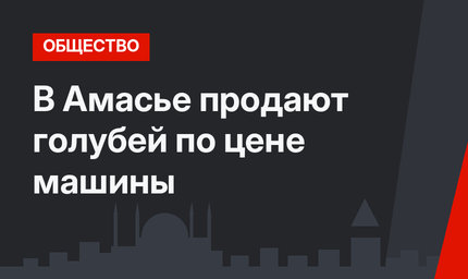 В Амасье продают голубей по цене машины