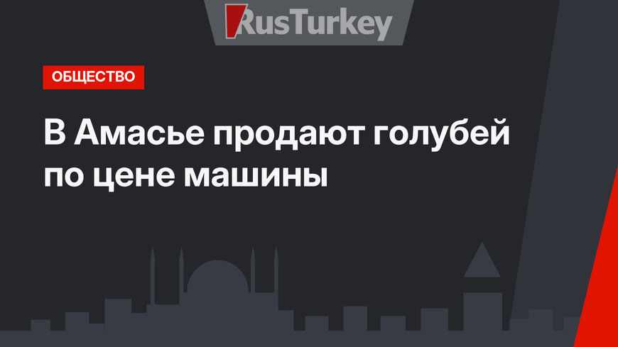 В Амасье продают голубей по цене машины