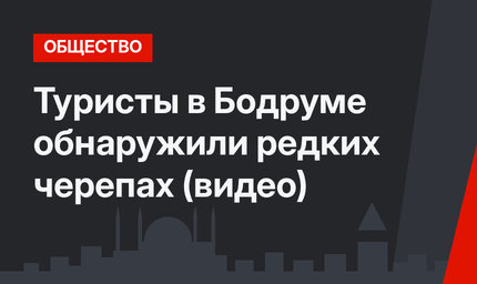 Туристы в Бодруме обнаружили редких черепах (видео)
