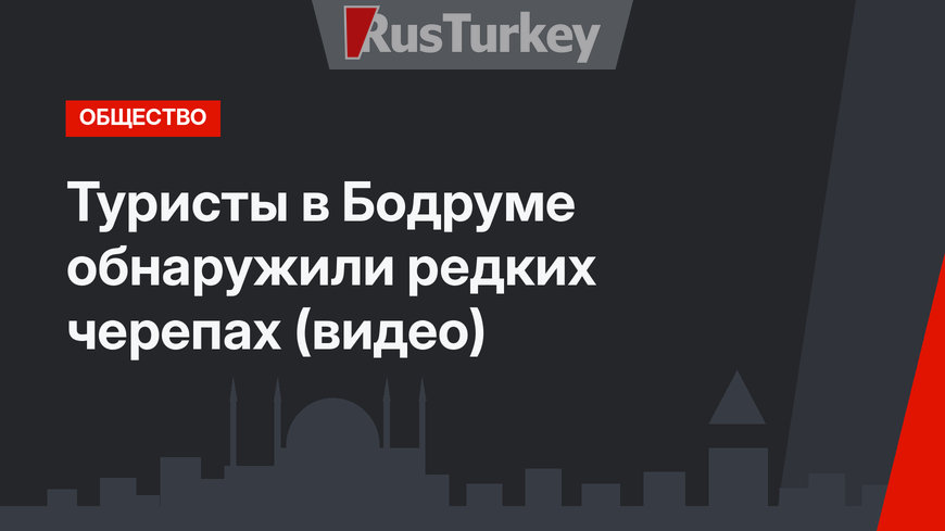 Туристы в Бодруме обнаружили редких черепах (видео)