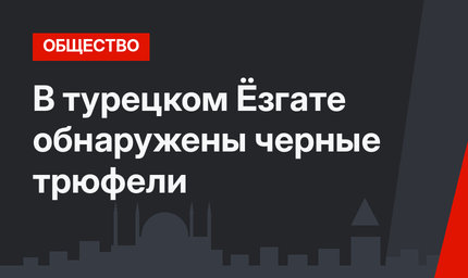 В турецком Ёзгате обнаружены черные трюфели