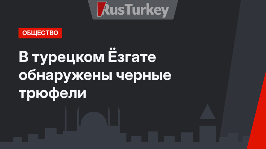 В турецком Ёзгате обнаружены черные трюфели
