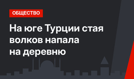 На юге Турции стая волков напала на деревню