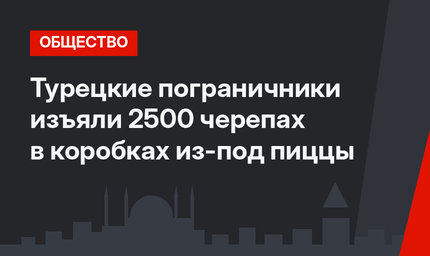 Турецкие пограничники изъяли 2500 черепах в коробках из-под пиццы