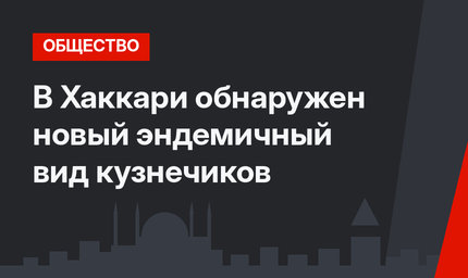 В Хаккари обнаружен новый эндемичный вид кузнечиков